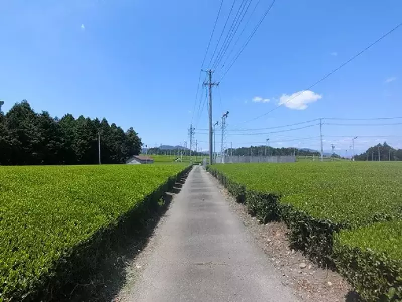 茶畑