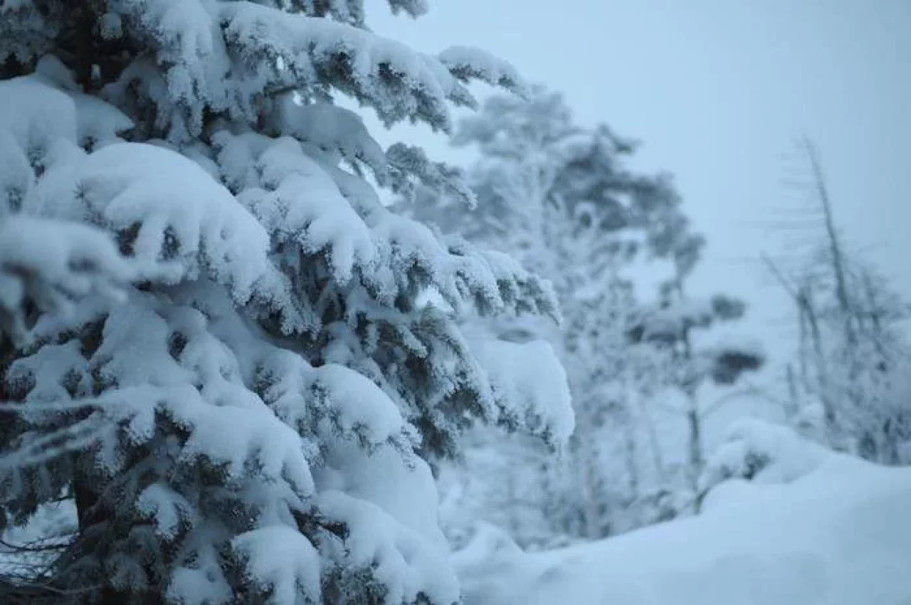 樹木に雪がついている
