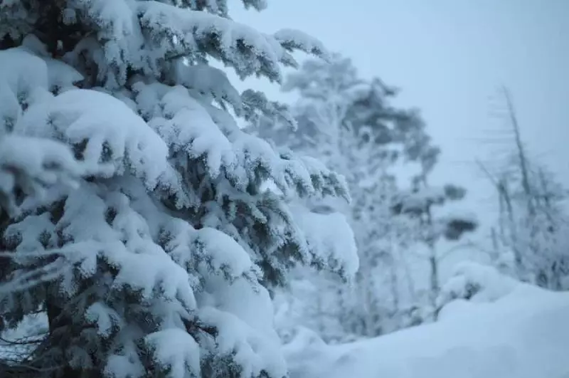 樹木に雪がついている