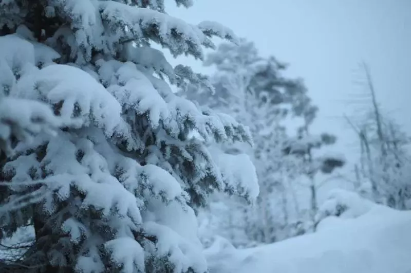 樹木に雪がついている