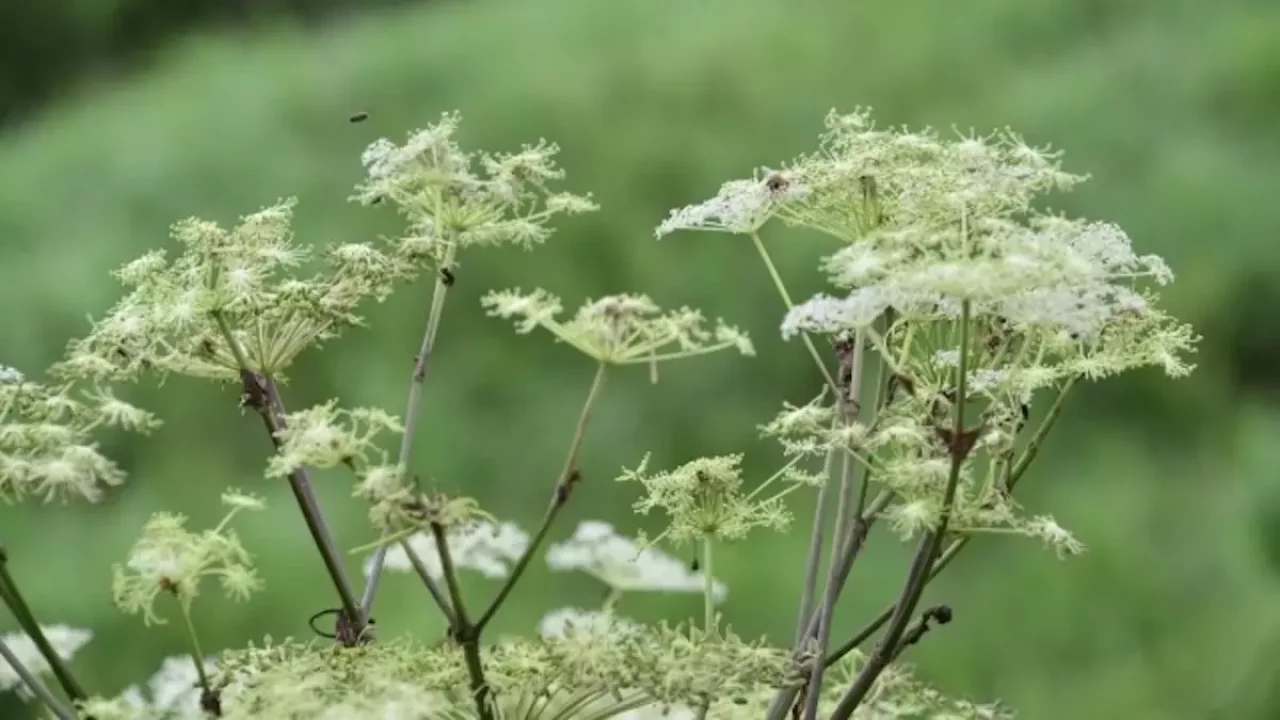 九州の日本百名山阿蘇山の自然