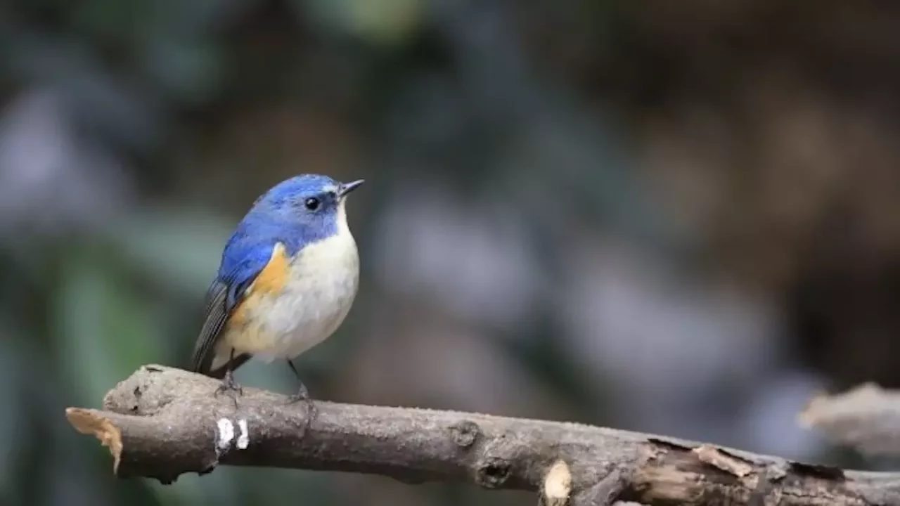 四国と中国地方の日本百名山の石鎚山ルリビタキ