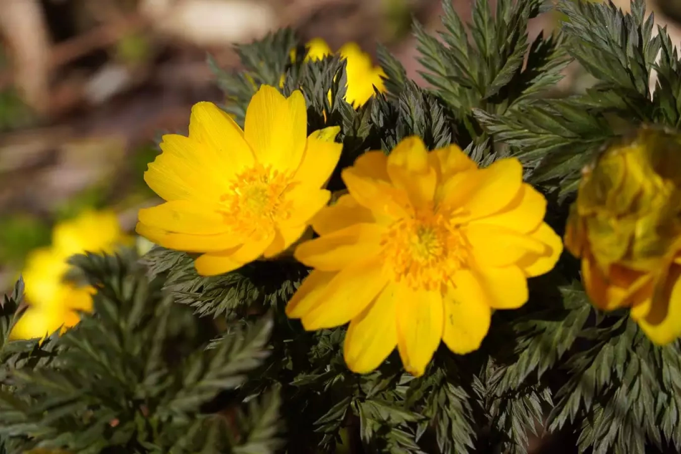 【関東編】日帰りのお花見登山!ハイキング感覚でも行けるおすすめの山7選
