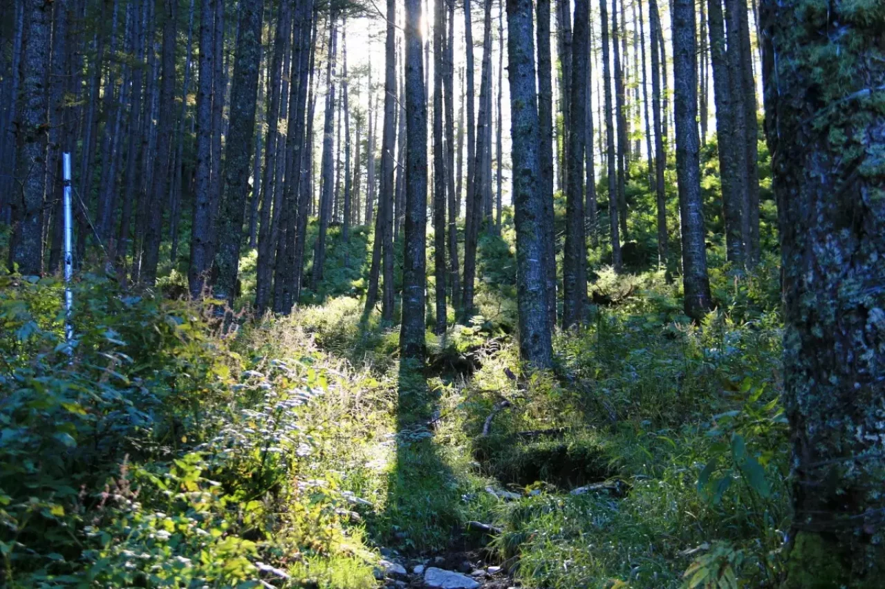 カラマツの樹林帯