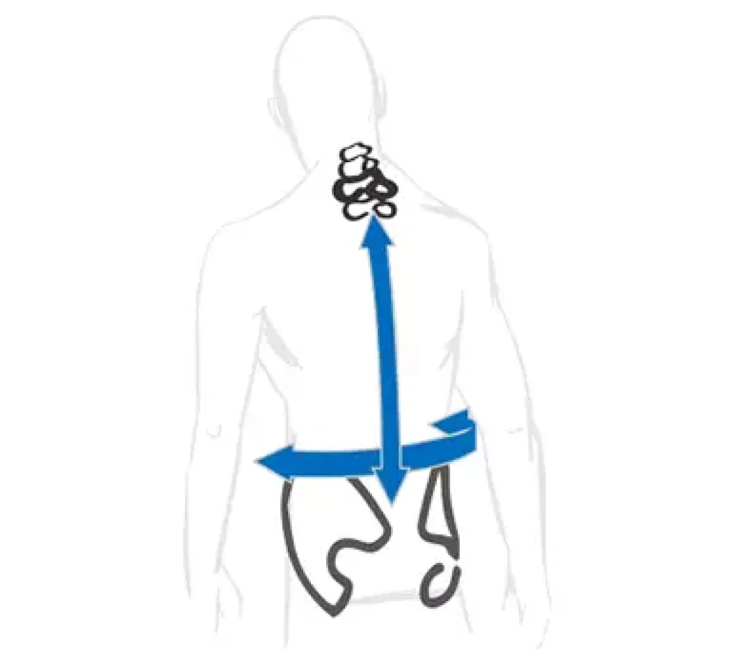 背面長の測り方