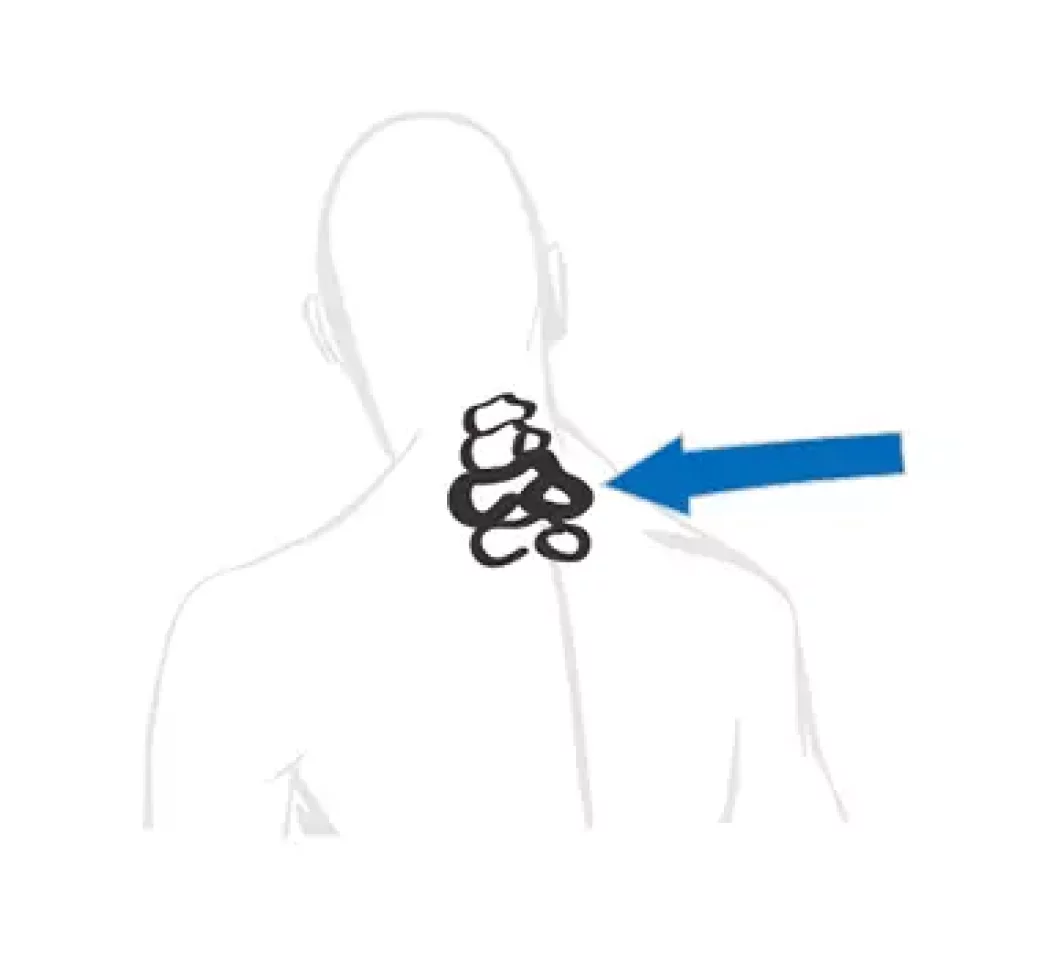 背面長の測り方