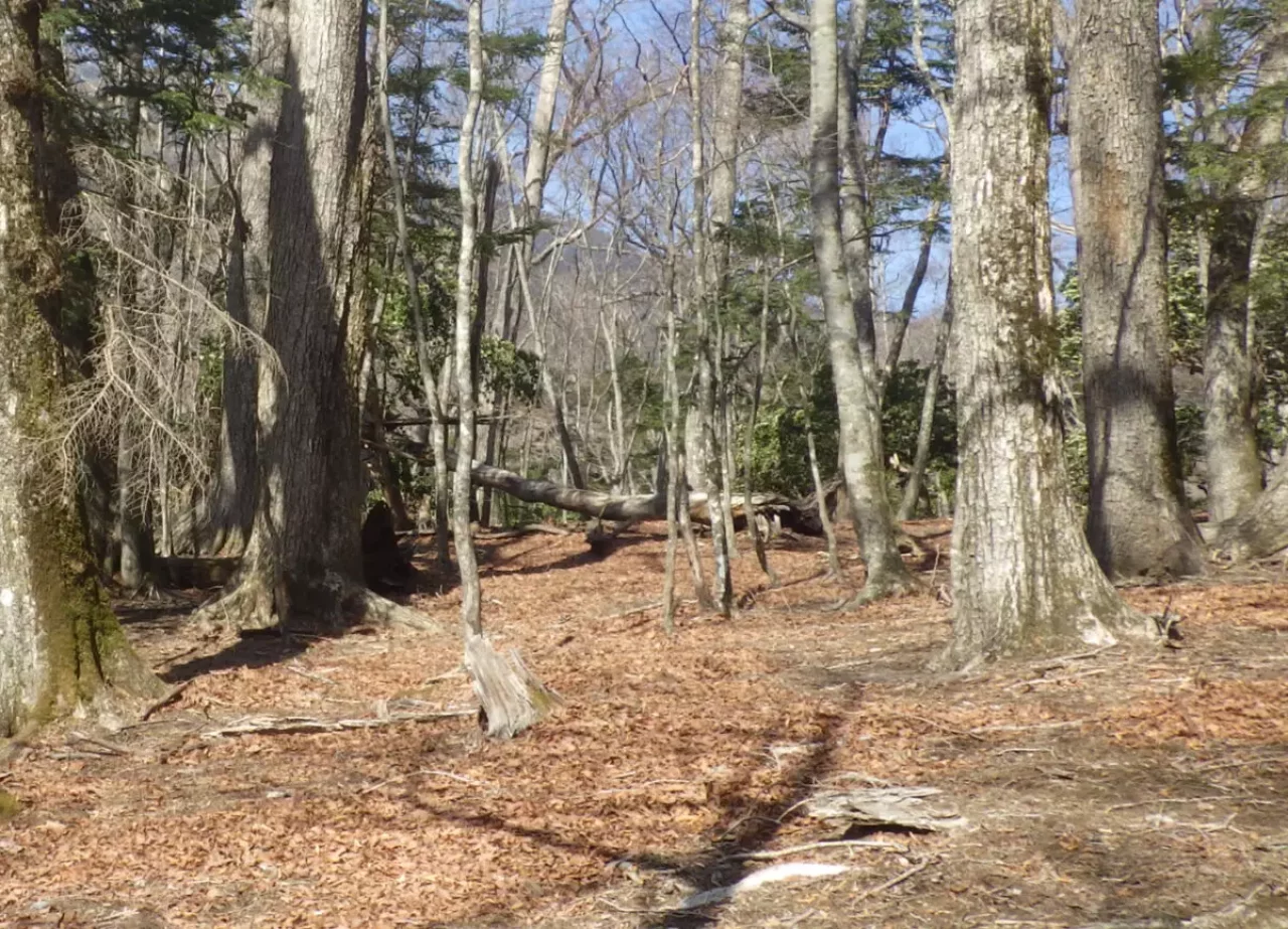 広葉樹が多くなり明るい雰囲気の登山道