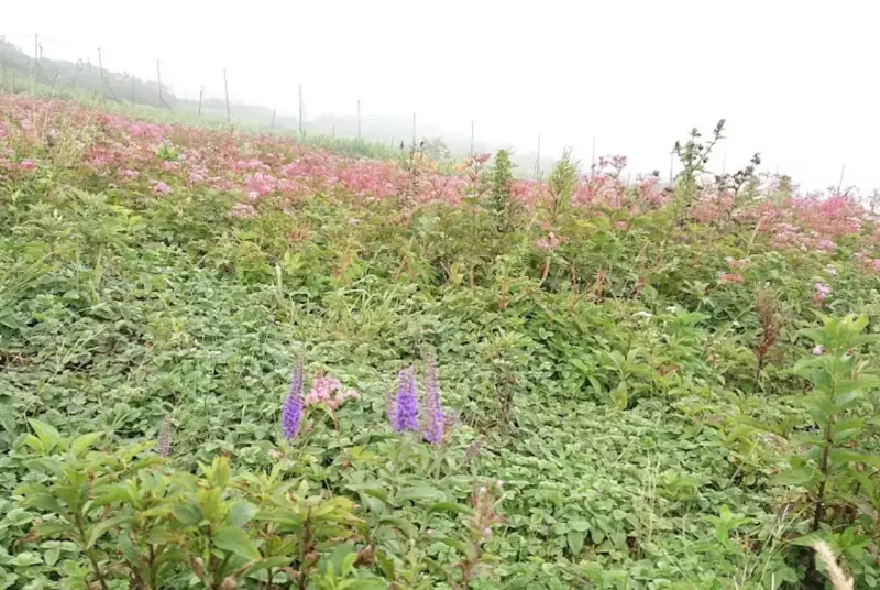 春夏秋で色変わりする高山植物の宝庫