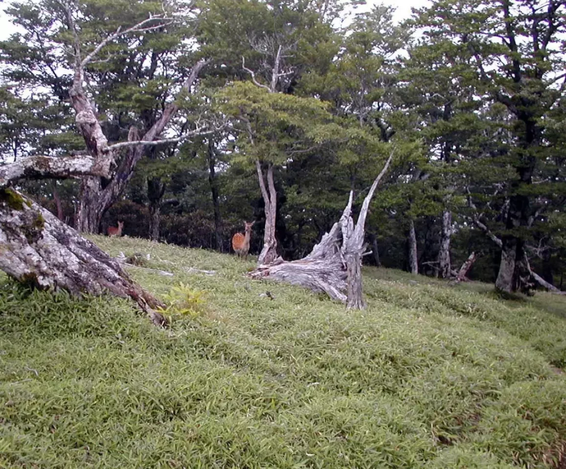 大台ケ原で発見された生き物