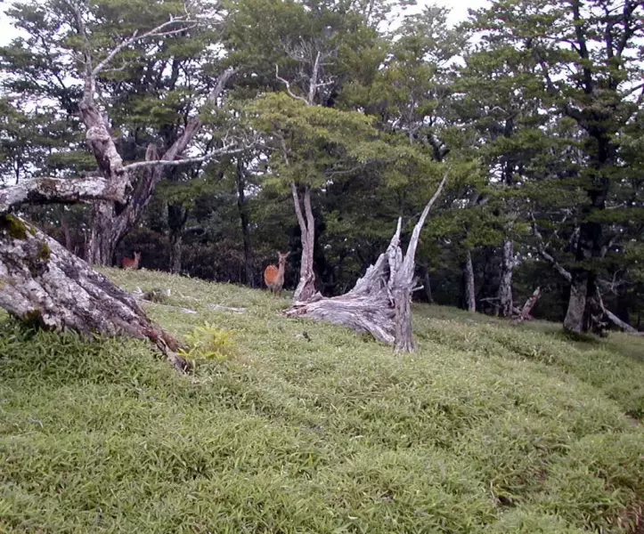 大台ケ原で発見された生き物