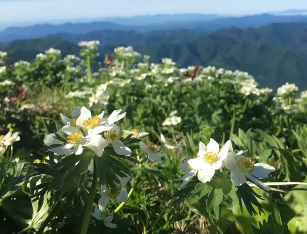 ハクサンイチゲの名所-平標山から仙ノ倉山の稜線