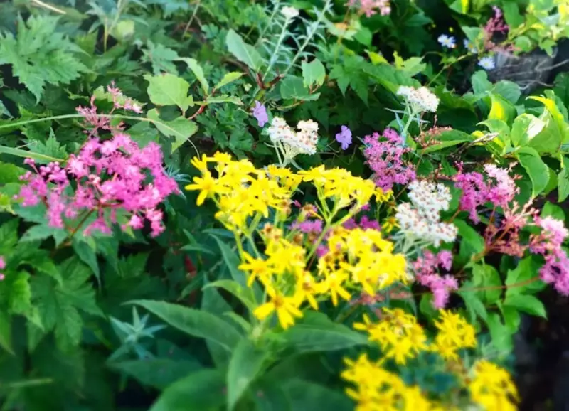 梅雨の時期におすすめの山-6月から7月は高山植物が最も美しい季節|ルート紹介から探す|登山・トレラン・山スキーマガジン「山旅旅」
