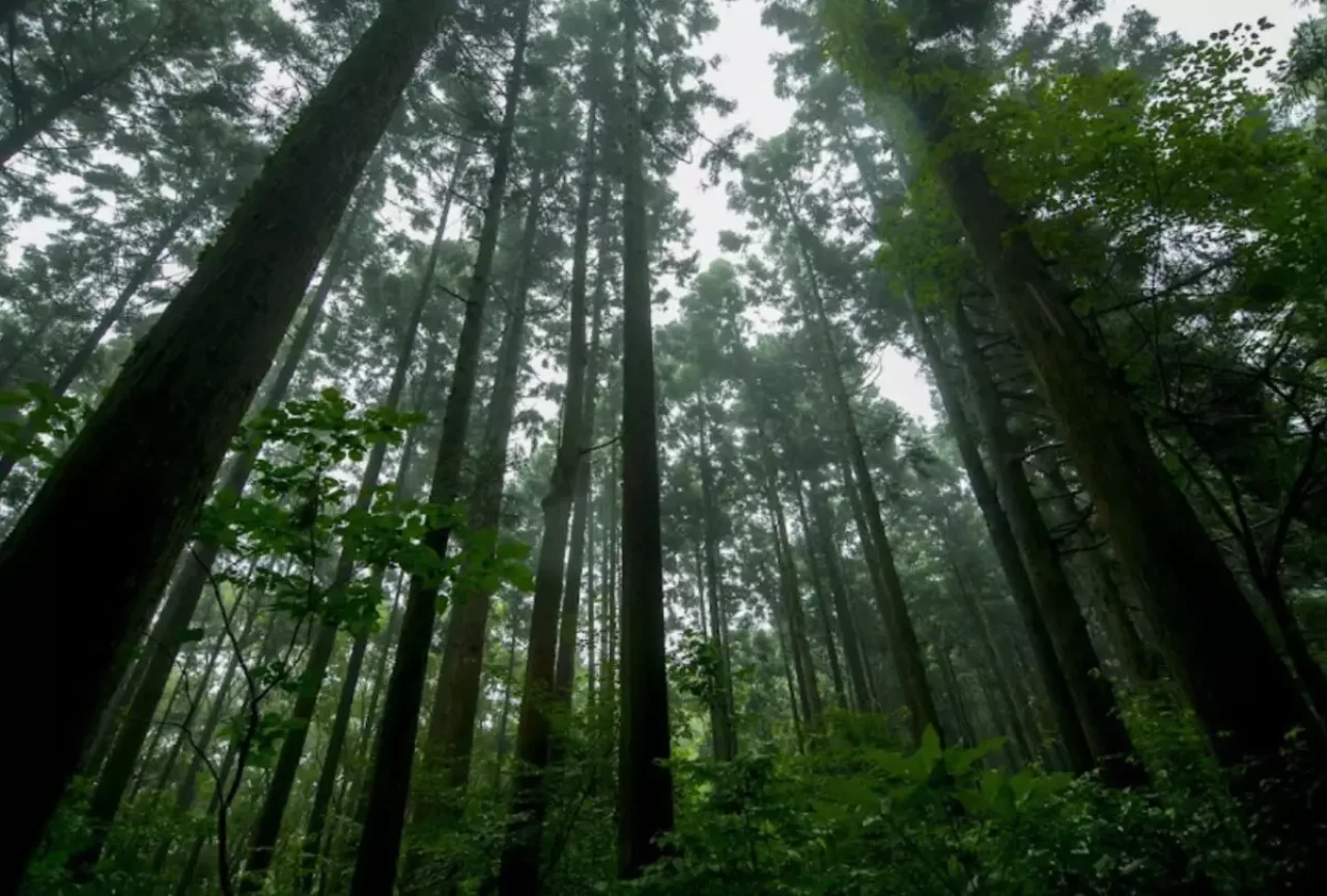 自然豊かな穴場コース「キャンプ場コース」