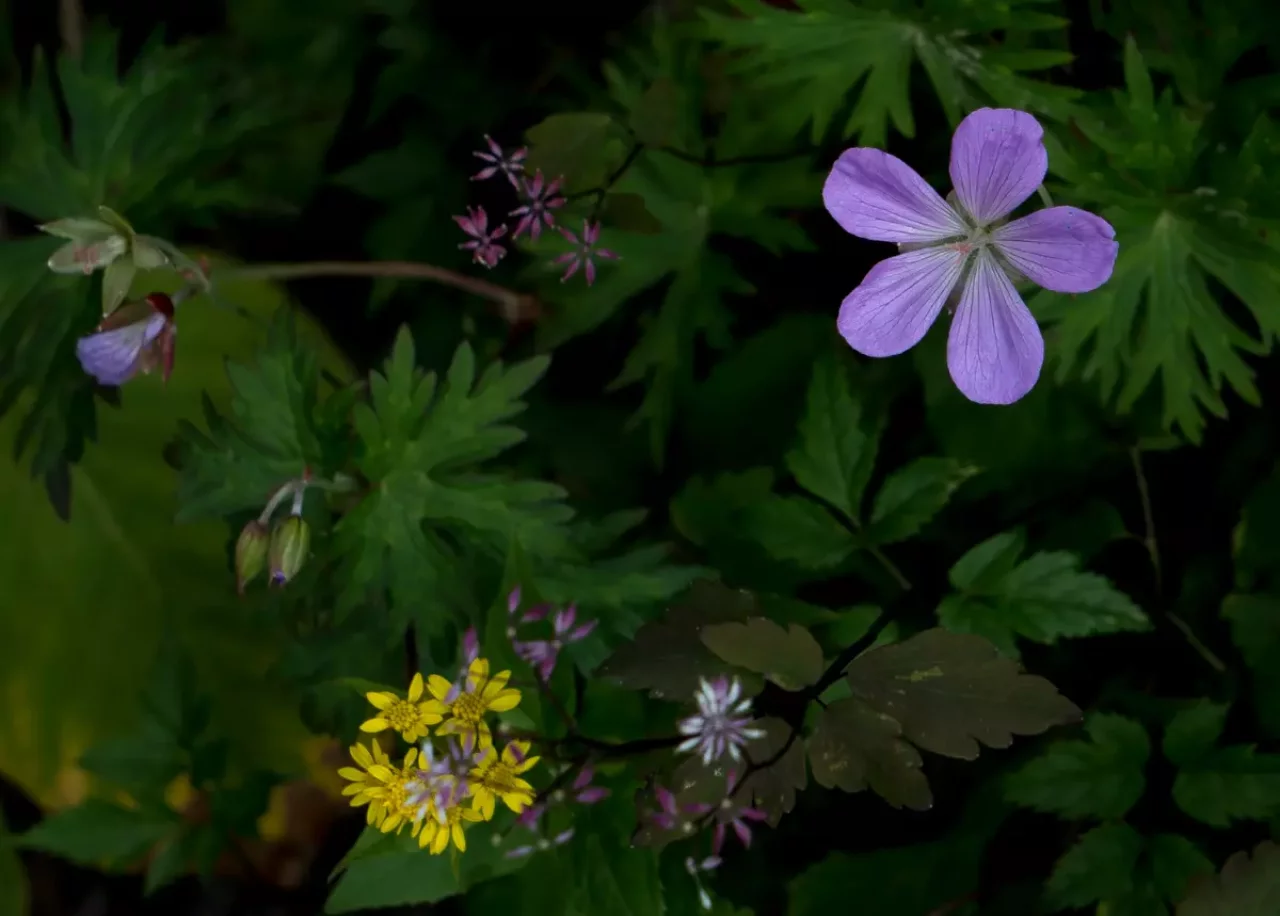 花の白馬岳と言われるほどに高山植物が豊富