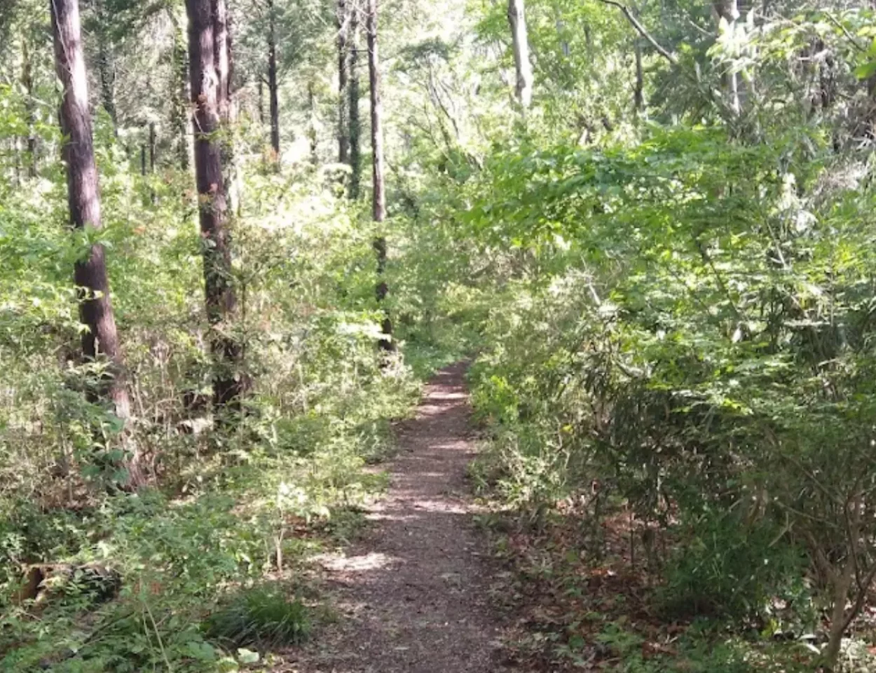 弘法山、登山道