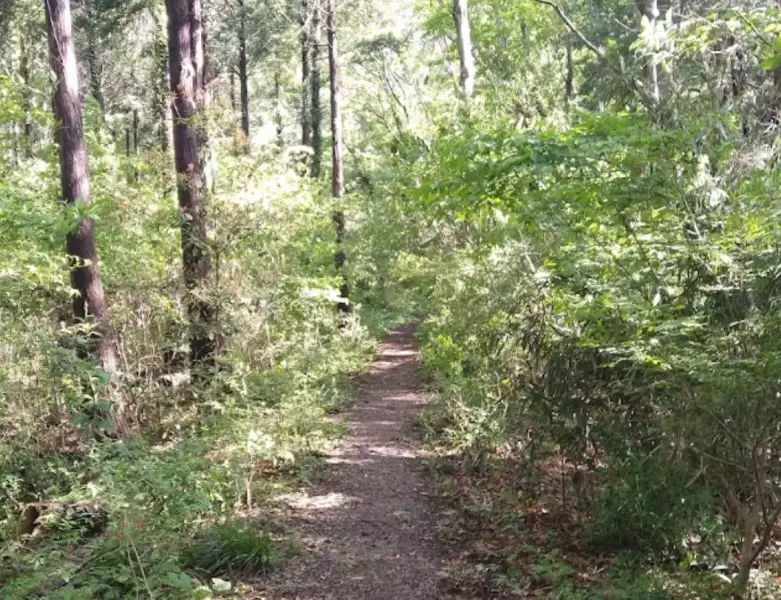 弘法山、登山道