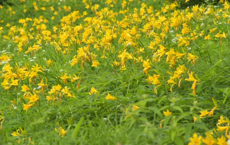 夏。日光の夏はどこを歩いても楽しい。