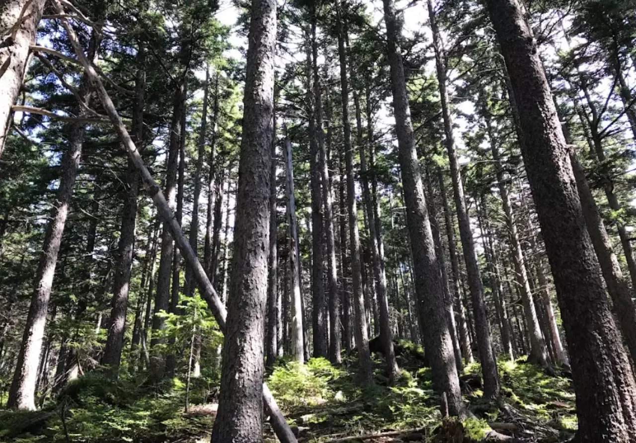 アカエゾマツの樹林帯