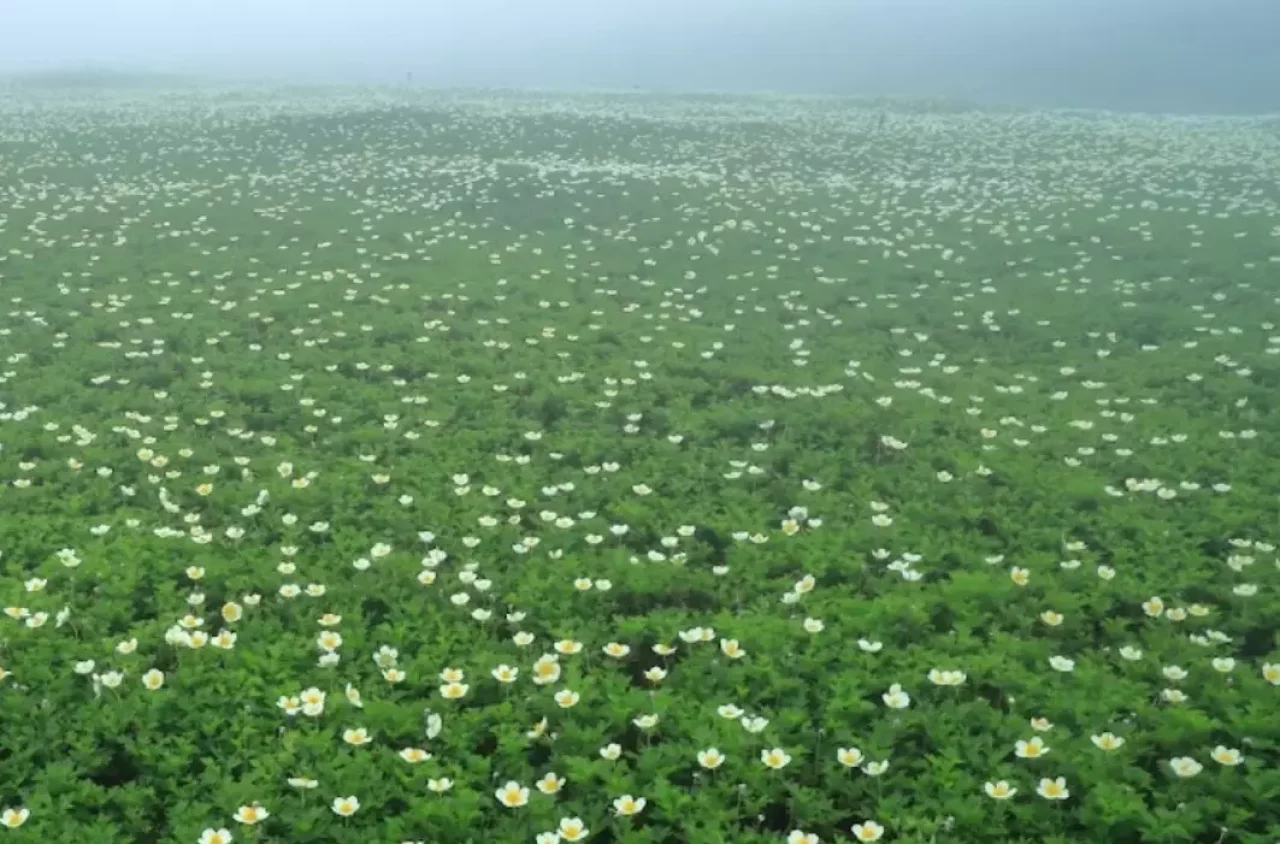 中岳温泉を経由し裾合平へと下る際の高山植物