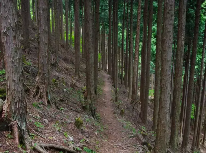 【東京近郊トレイルランコース】奥多摩走りを楽しむ本仁田山~川苔山|ルート紹介から探す|登山・トレラン・山スキーマガジン「山旅旅」