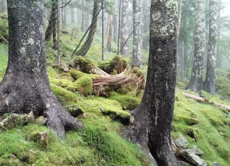 広大なブナの原生林を歩く西大台コース