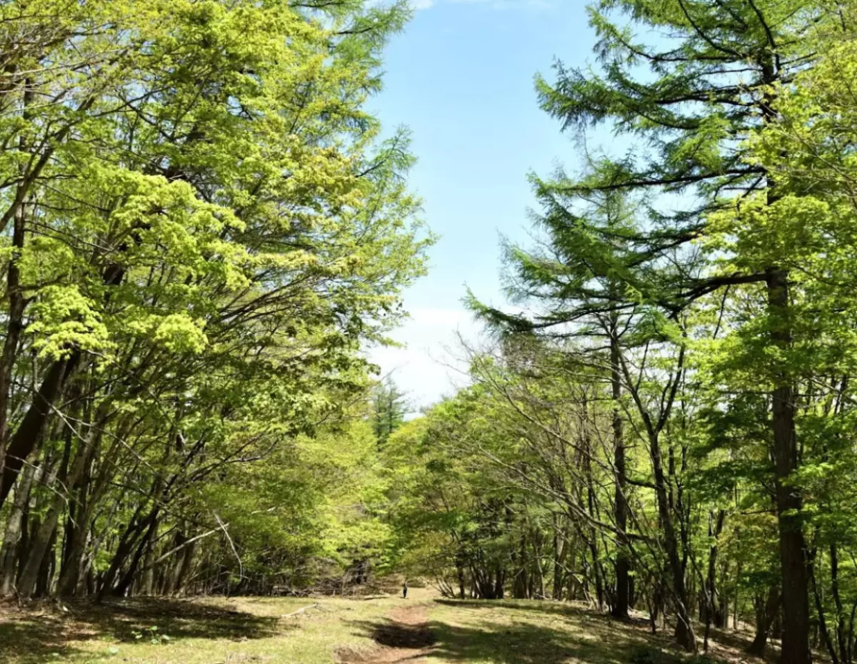 トレイルランニングを楽しめる下り