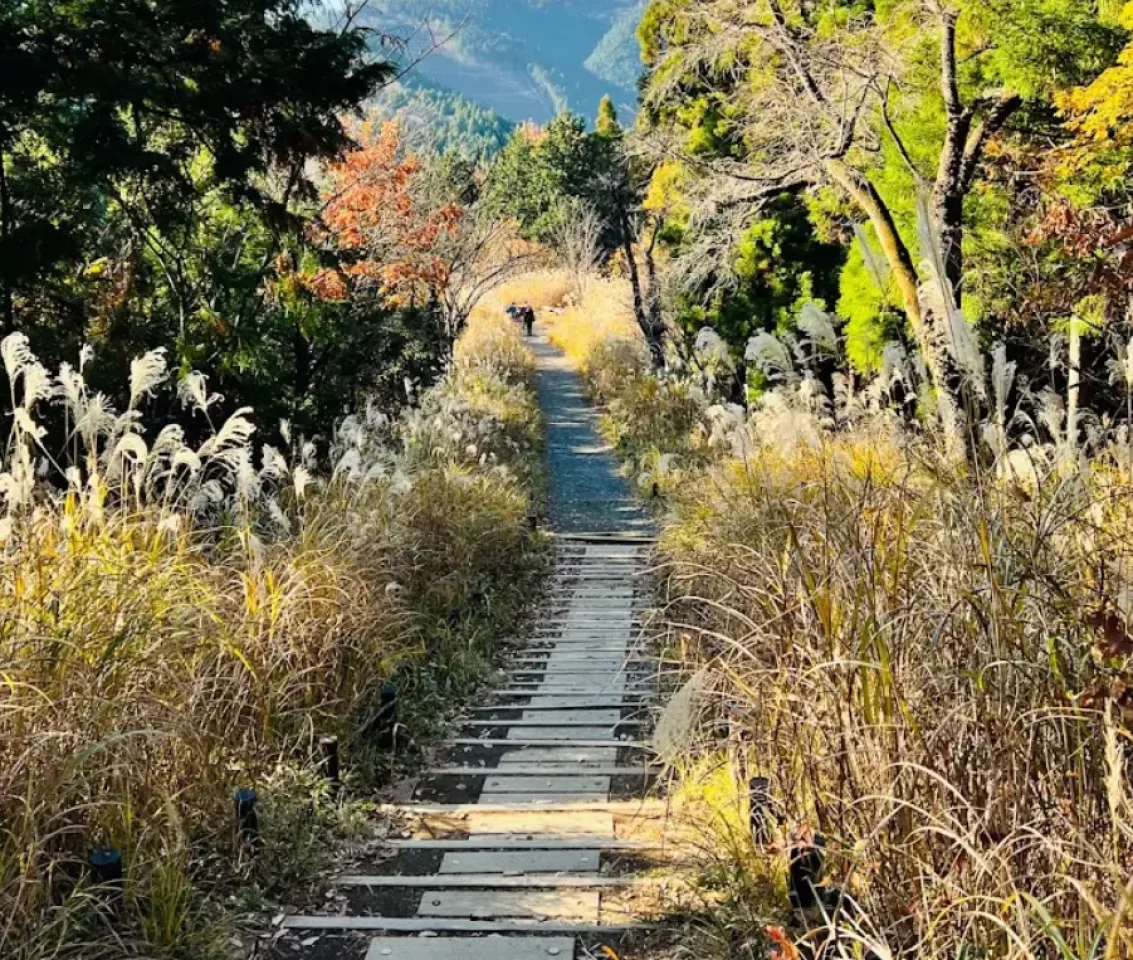 高尾山 登山 登山道 木道