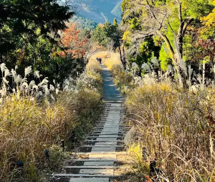 高尾山 登山 登山道 木道
