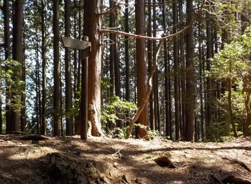 川苔山前の分岐