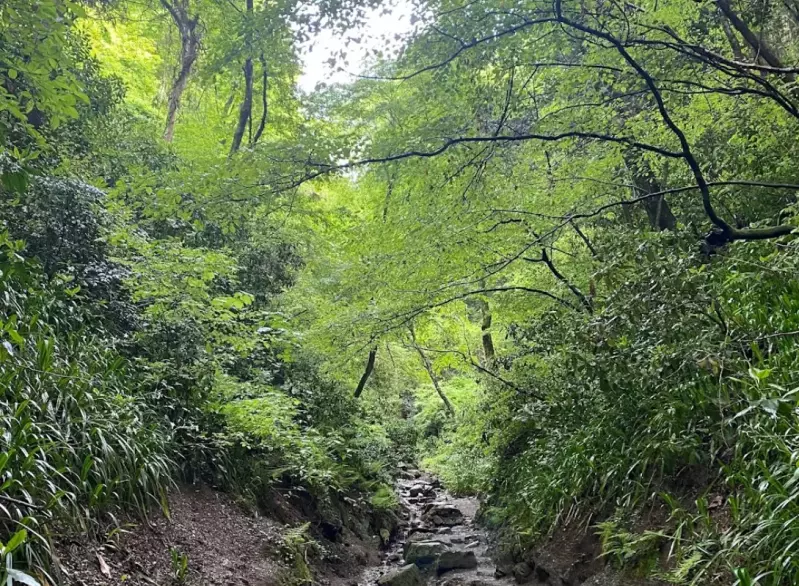高尾山 6号路の登山道
東京近郊 日帰り 登山 温泉