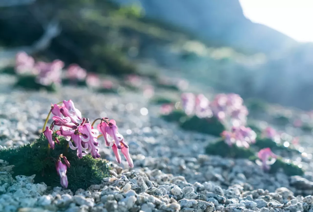 硫黄岳が人気の理由③-高山植物の宝庫
