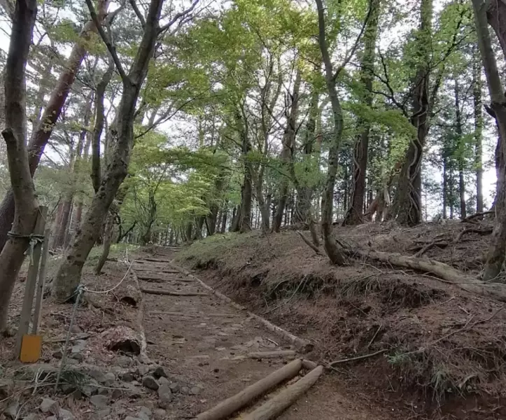 色濃く残る原生林に癒やされる山登り