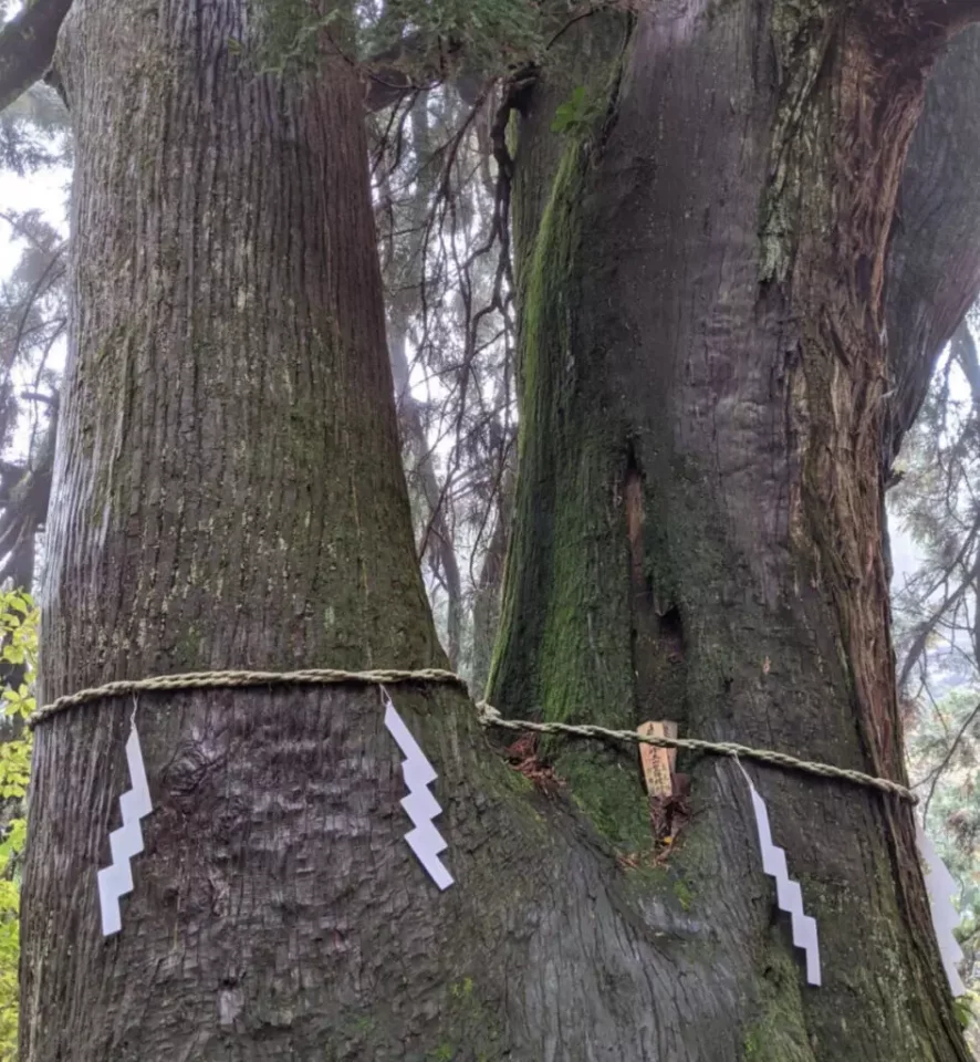 富士見台からの景色、迫力ある大木、奇岩