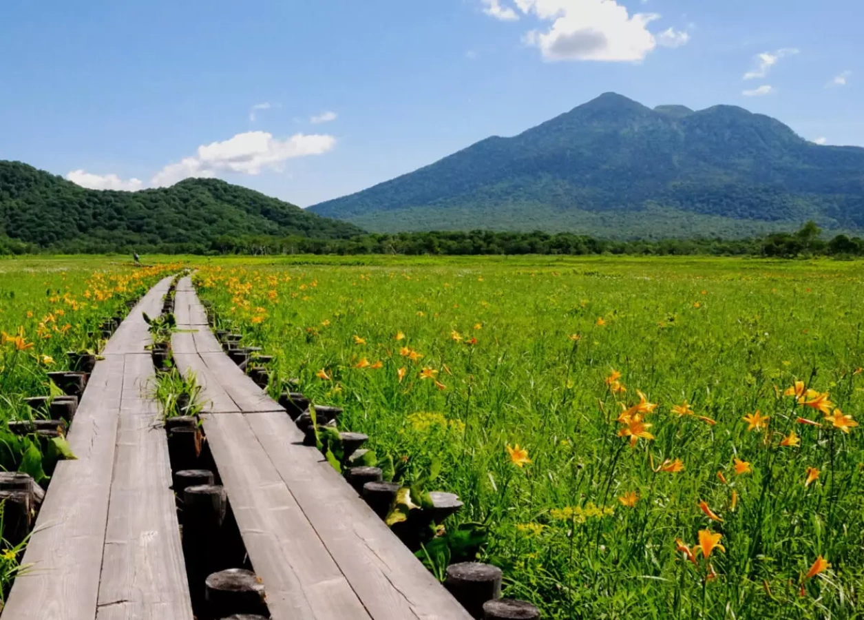 尾瀬ハイキングの魅力-周辺の山々と植物
