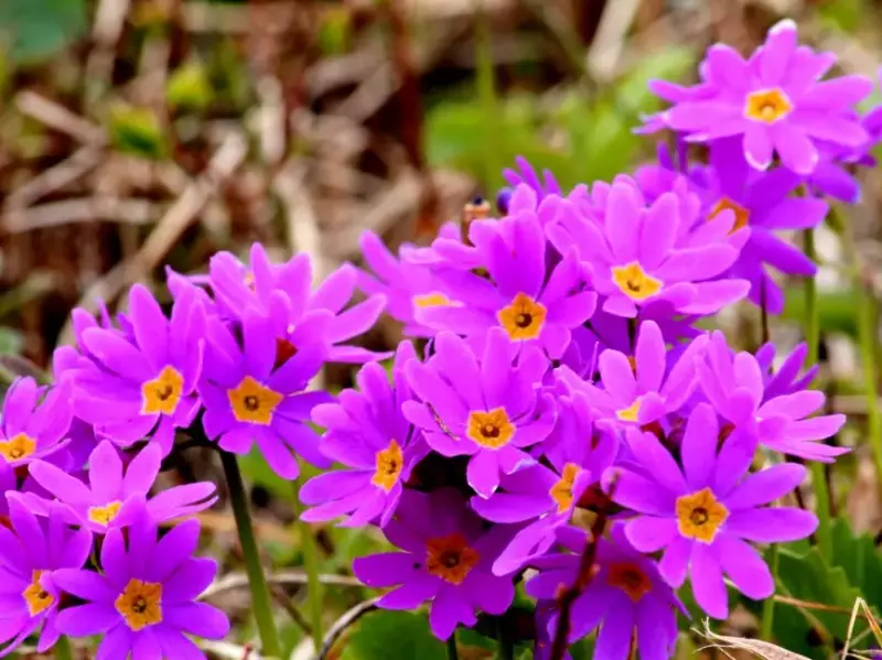 岩木山固有種の高山植物「ミチノクコザクラ」
