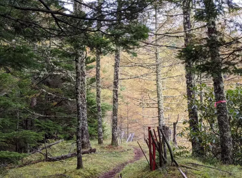 平坦で踏み跡が多い御小屋尾根