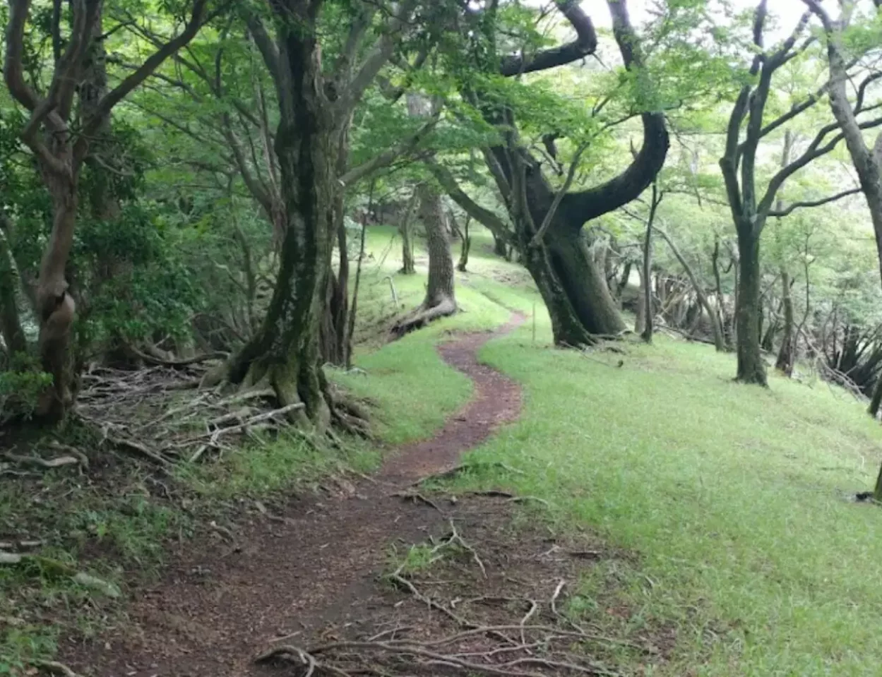 ハイテンションになる下りのトレイルが長く続く
