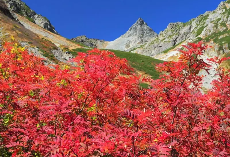 槍ヶ岳周辺 北アルプスの紅葉登山