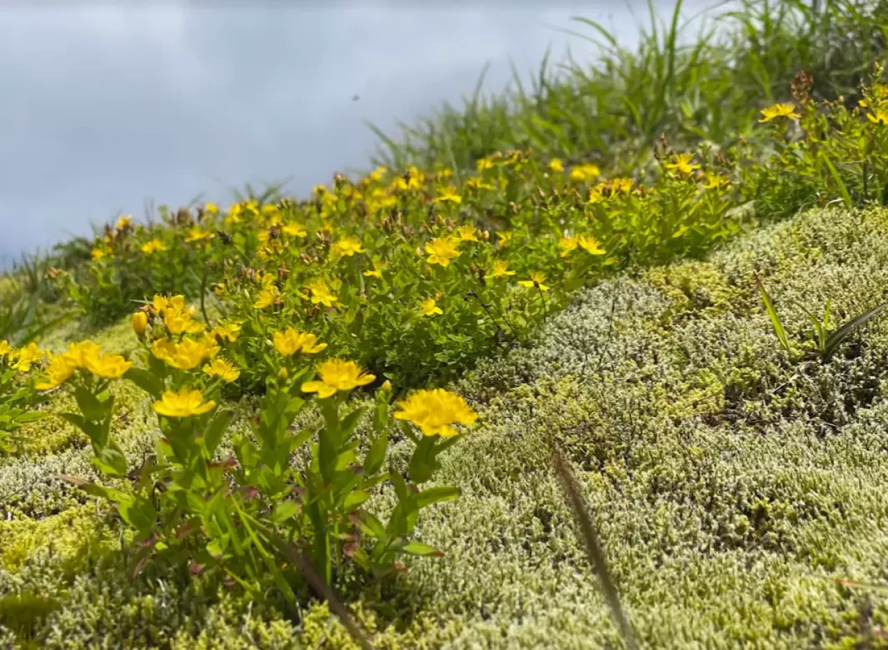 噴気孔や火山活動が活発ならではの不思議な景色