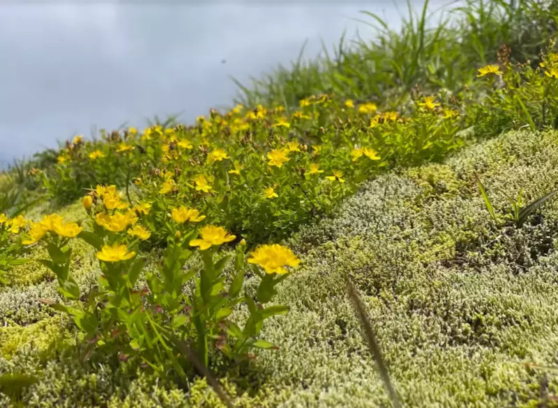 噴気孔や火山活動が活発ならではの不思議な景色