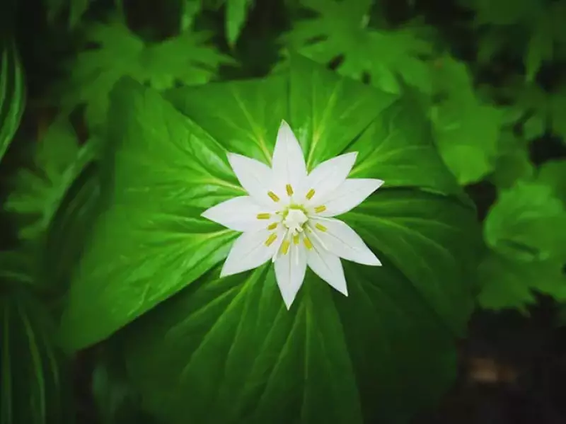 ウォルター・ウェストンが歩いた徳本峠への道