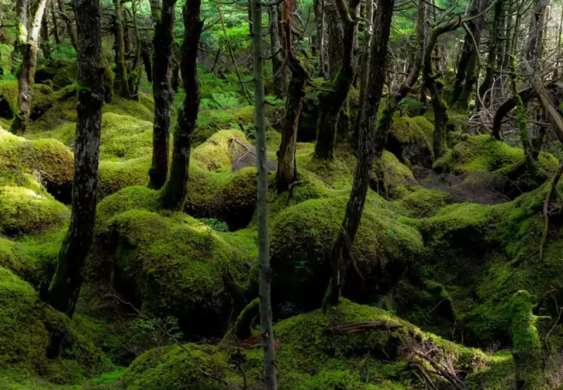 雨が降っても美しい北八ヶ岳ハイキング