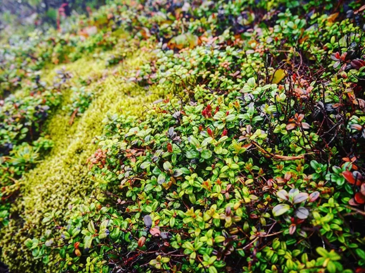 ウォルター・ウェストンが歩いた徳本峠への道