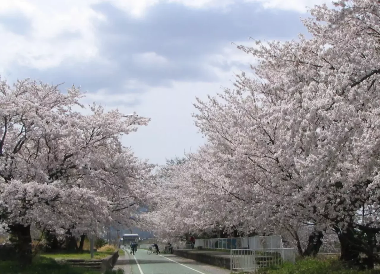 筑波山登山とセットで楽しみたい麓で楽しむ桜の名所