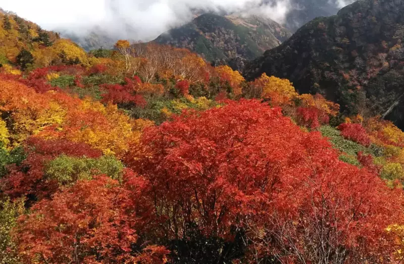 朝日岳〜鉱山道 北アルプスの紅葉登山