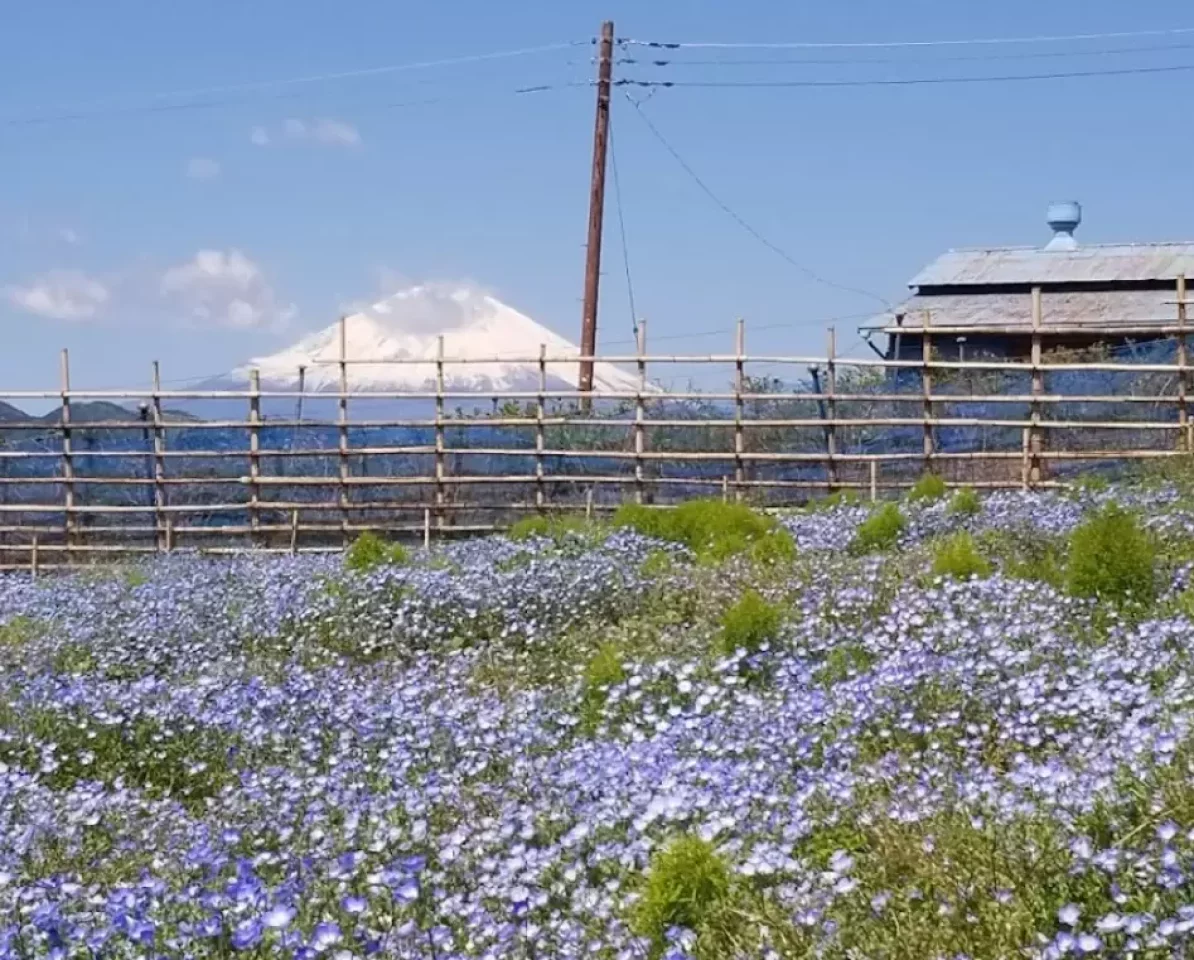 松田山ハーブガーデン