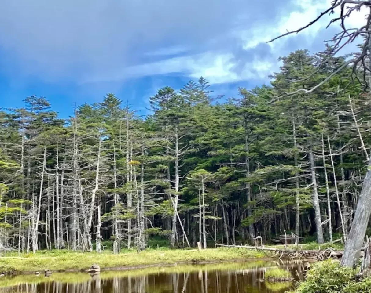 北横岳 登山 北八ヶ岳 原生林