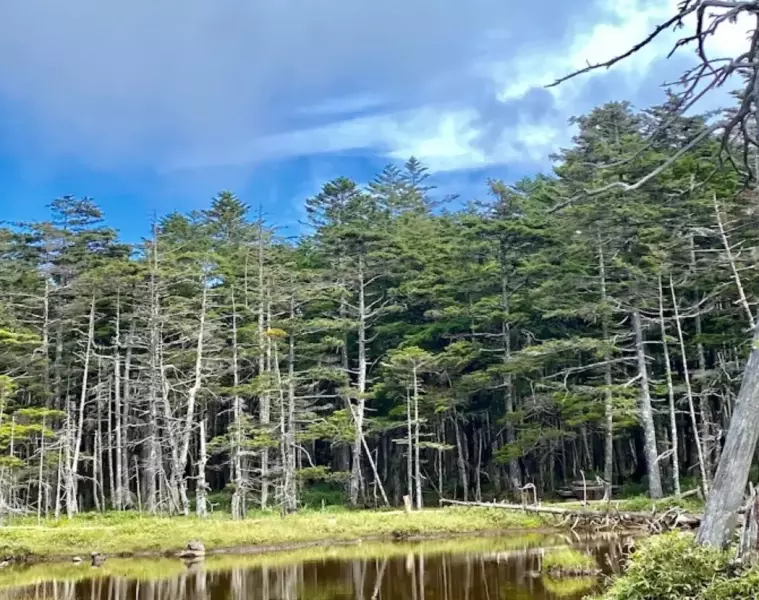 北横岳 登山 北八ヶ岳 原生林