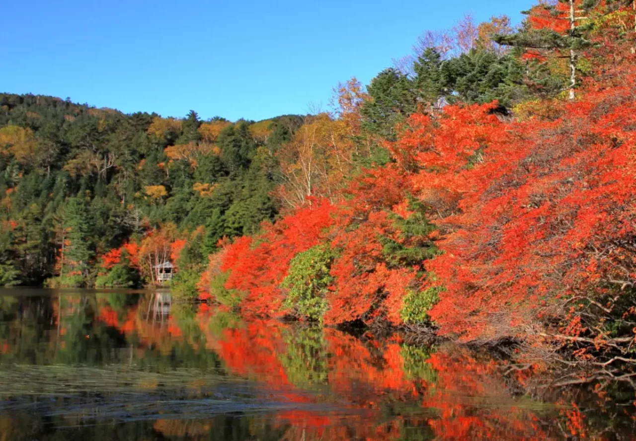 池の周辺で楽しむ紅葉登山 北八ヶ岳