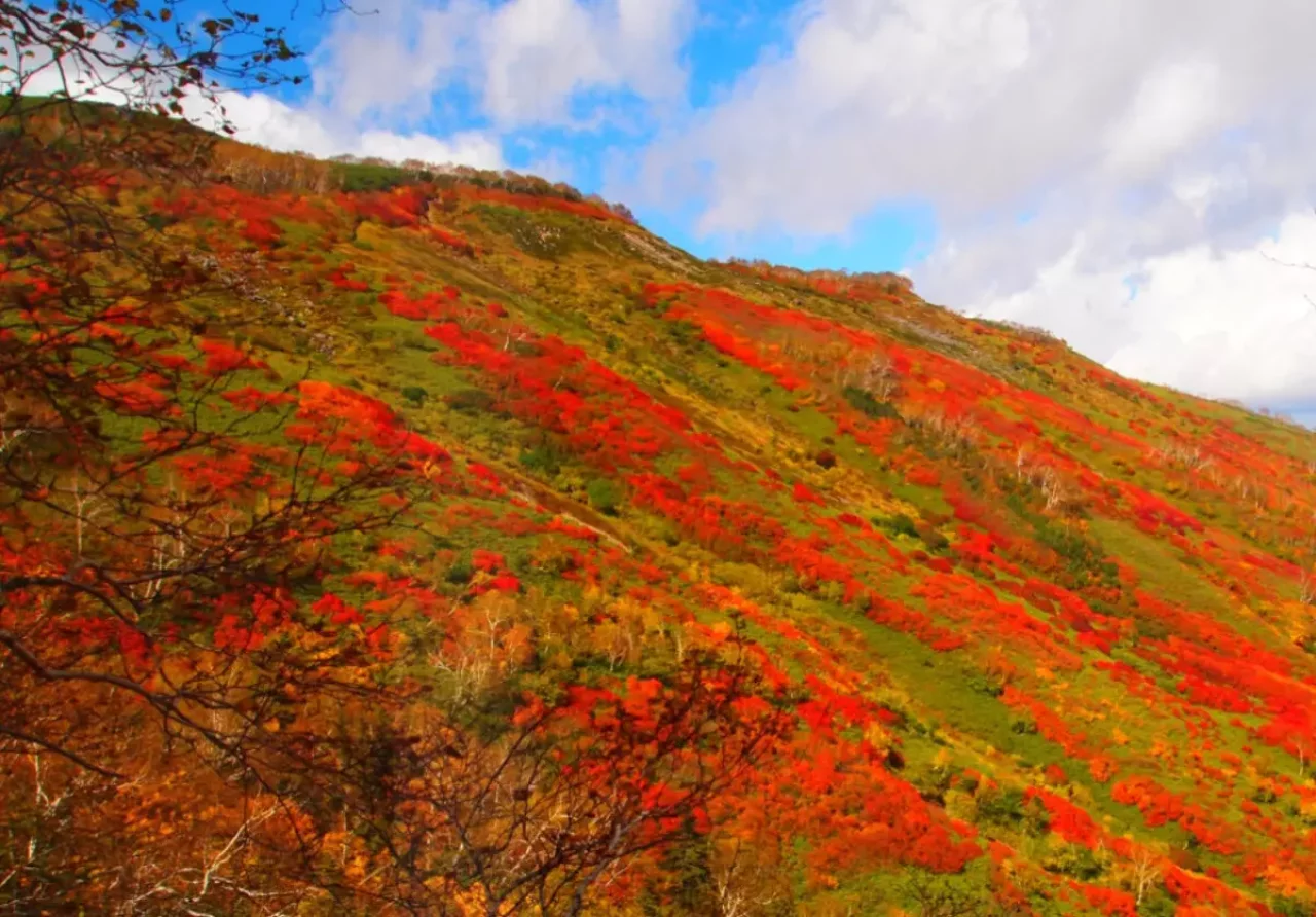 コントラストが美しい紅葉 南八ヶ岳